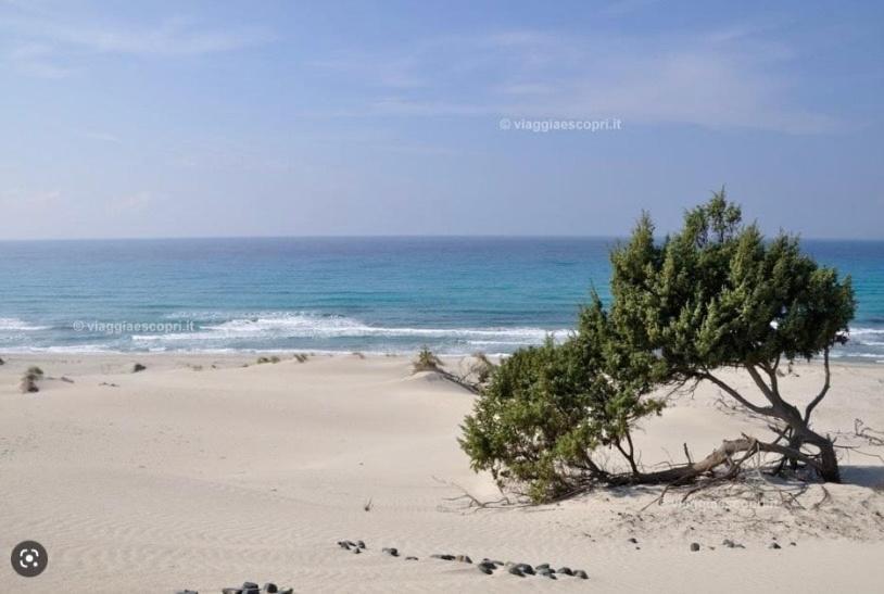 Giba Celeste المظهر الخارجي الصورة